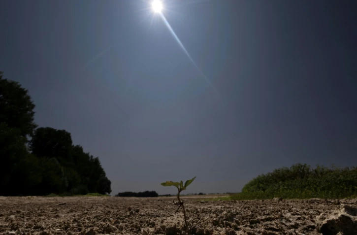Une jeune pousse émergeant du sol desséché du lit de la Loire partiellement à sec à Chécy, près d'Orléans, le 22 juillet 2026
