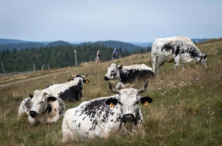 Des Vosgiennes le 22 juillet 2019 à La Bresse (Vosges)