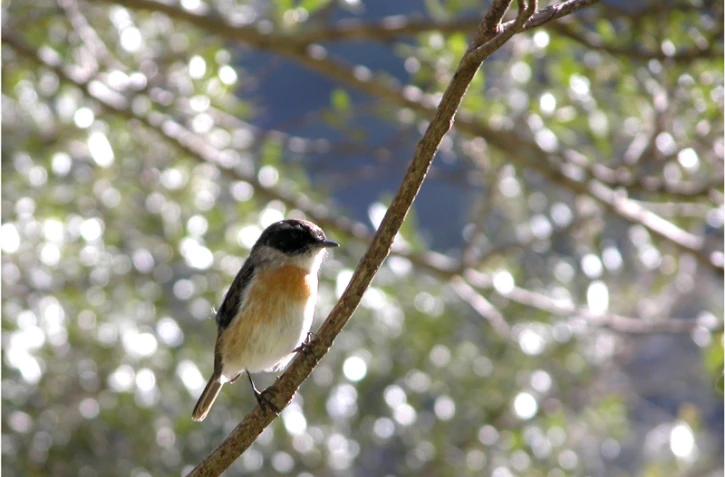 Faune réunionnaise (Photo : EDF)