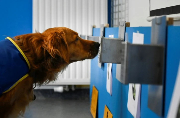 Pokaa, un chien renifleur de Covid-19, inspecte une boîte contenant un échantillon à l'Ehpad La Roselière de Kunheim (Haut-Rhin), le 2 août 2021