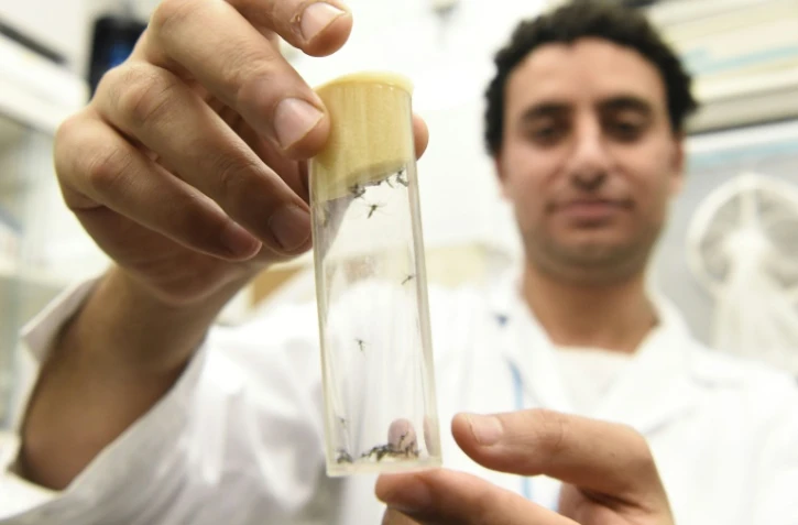 Une pipette avec des moustiques susceptibles de transmettre le virus du Zika vont être stérilisés dans un des laboratoire de l'AIEA à Seibersdorf, près de Vienne le 10 février 2016