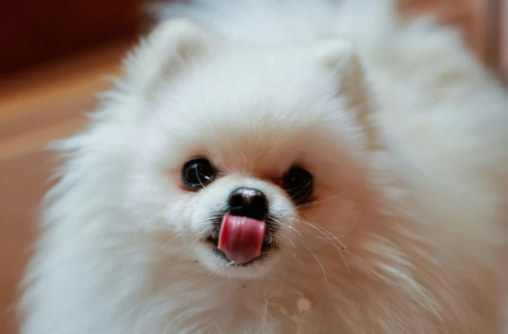 Loulou, un poméranien, mange une pâtisserie pour chien au café "Casa del Doggo", le 7 mai 2026 à Paris