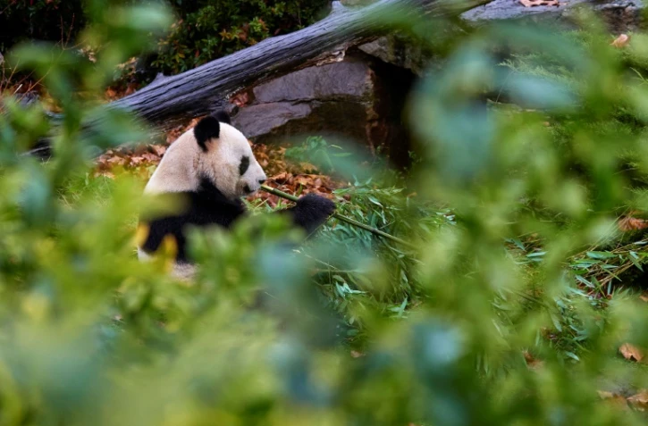 Le panda Yuan Zi dans son enclos au zoo de Beauval, Saint-Aignan-sur-Cher, dans kle Loir-et-Cher, le 23 novembre 2025