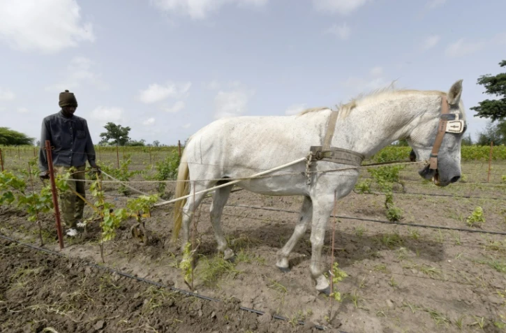 Un ouvrier travaille dans les vignes du "clos des baobabs" le 15 septembre 2015 à Nguekhokh au Sénégal