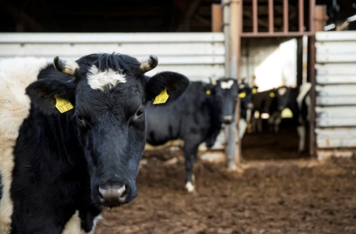 Des vaches de l'élevage de Heiner Luetke Schwienhorst à Vetschau, dans le nord-est de l'Allemagne, le 27 novembre 2018