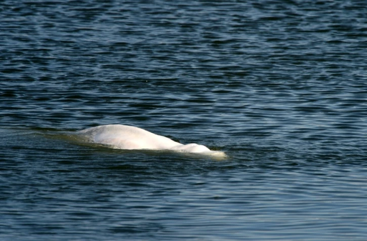 un béluga, égaré dans la Seine depuis une semaine, nage dans une écluse à Notre-Dame-de-la-Garenne, le 8 août 2022