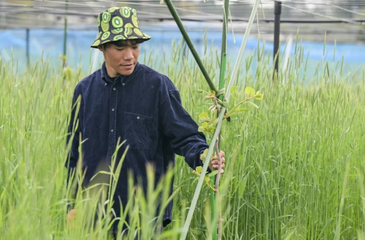 Takuya Haraguchi, directeur de ReFruits Co., inspecte ses plants de kiwis lors d'une interview avec l'AFP dans sa ferme, à quelques kilomètres de la centrale nucléaire sinistrée de Fukushima, le 24 avril 2025 à Okuma, au Japon
