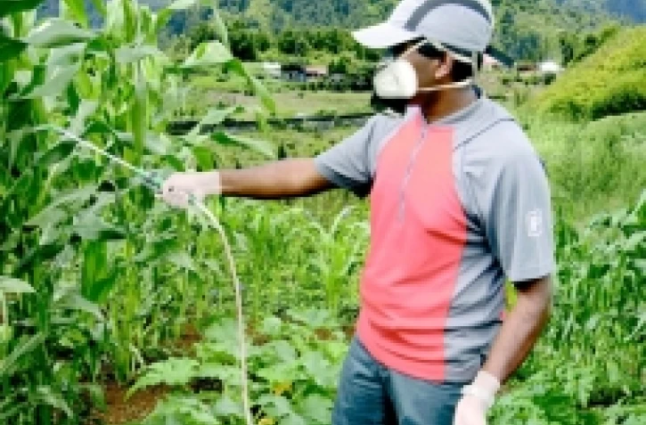 Traitement contre la mouche des légumes sur des plants de maïs (Photo: Antoine Franck - CIRAD)