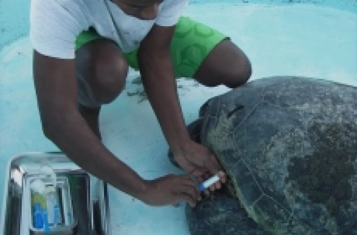 Tortue verte recueillie par Kelonia (Photo: Kelonia-centre de soins)