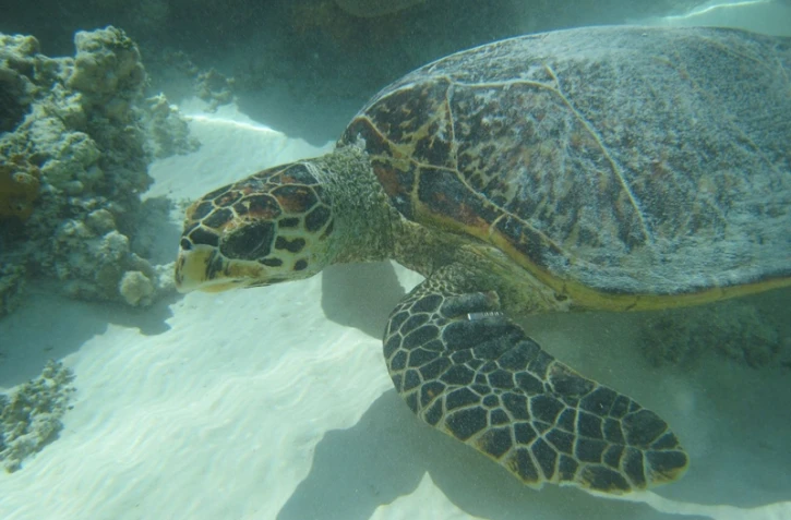 Exposition Mada-Nova à l'observatoire des tortues marines (Photo : Kelonia)