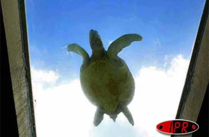 Tortue marine à Kélonia (photo d'archives)