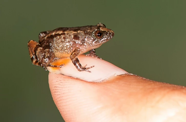 L'une des grenouilles découvertes dans le sud de l'Inde, photographiée le 16 février 2017, mesure 13,6 mm