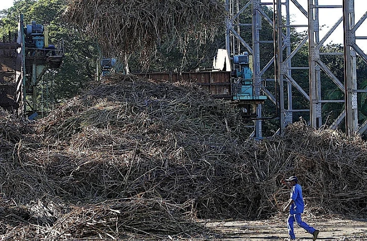 Canne à sucre campagne 2010