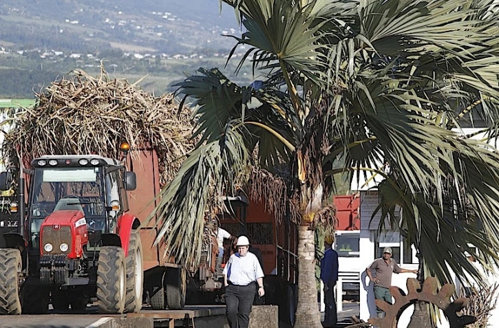 Canne à sucre campagne 2010