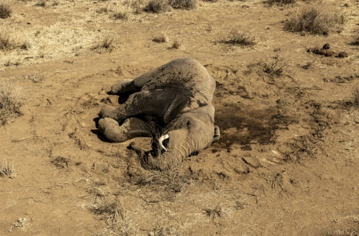 Gengis Khan, jeune éléphant mâle, agonise au sol le 12 août 2026 dans la réserve de  Kitenden B, près du parc d'Amboseli (Kenya), victime d'un mal mystérieux qui tue ses congénères