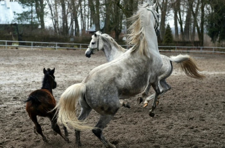 Des chevaux jouent dans le haras polonais de Janow Podlaski, le 3 mars 2016