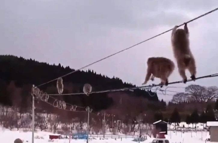 Image tirée d'une vidéo montrant des singes funambules sur une ligne électrique au milieu d'un paysage enneigé à Mutsu, dans le nord du Japon
