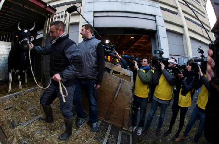 Fine, égérie de la 54ème édition du salon de l'Agriculture, hésite à sortir de son camion le 24 février 2017 à Paris