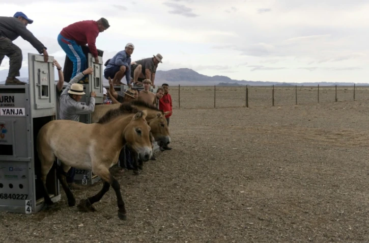 Des chevaux de Przewalski sont relâchés dans la réserve de  Takhin Tal, dans le sud-ouest de la Mongolie, le 20 juin 2018