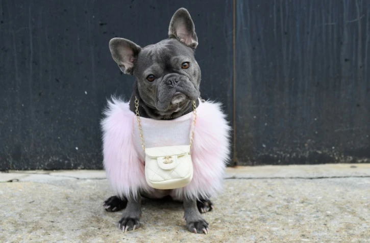 Magnolia, une femelle bouledogue, un sac Chanel autour du cou, à la Fashion Week de New York, le 16 février 2021