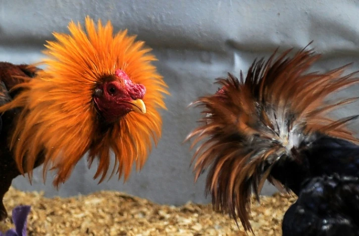 Des coqs de combat à La Havane, le 21 septembre 2020 à Cuba