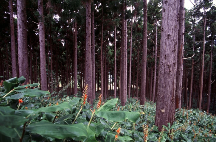 Forêt de cryptomerias