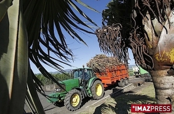 Livraison de cannes à Bois-Rouge (photo d'archives)