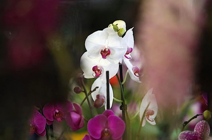 Vendredi 30 Juillet 2010

Salon flore et halle au Port