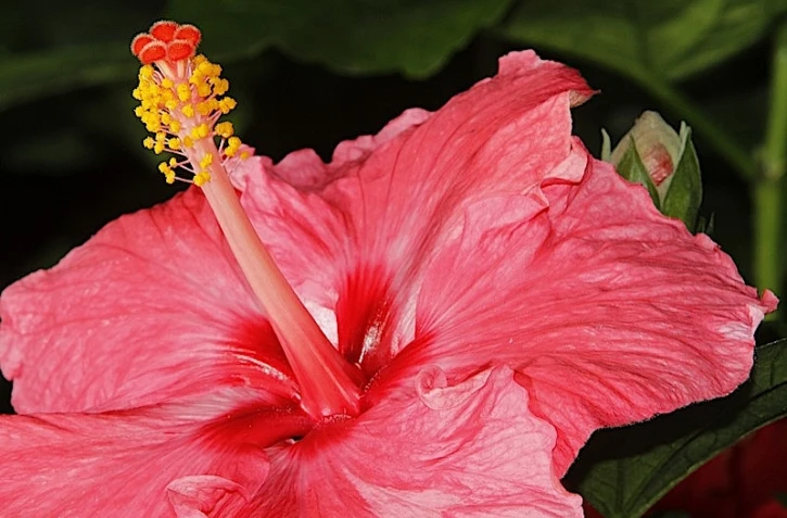 Vendredi 30 Juillet 2010

Salon flore et halle au Port