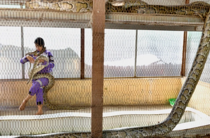 La chasseuse de serpents Shwe Lei tient un serpent au monastère bouddhiste du canton de Mingalardon à Yangon, en Birmanie, le 12 janvier 2023