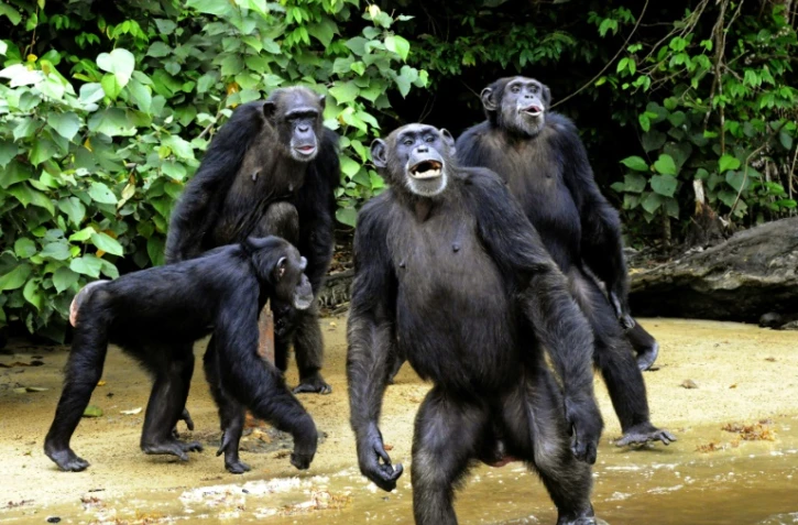 Des chimpanzés à Monrovia, au Liberia, le 29 juin 2015 