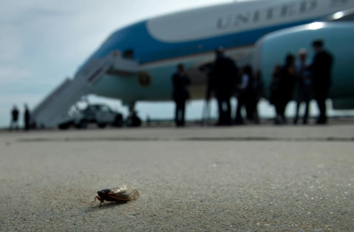 Une cigale sur le tarmac près d'Air Force One sur la base d'Andrews dans le Maryland le 9 juin 2021, avant le départ du président Biden pour l'Europe 