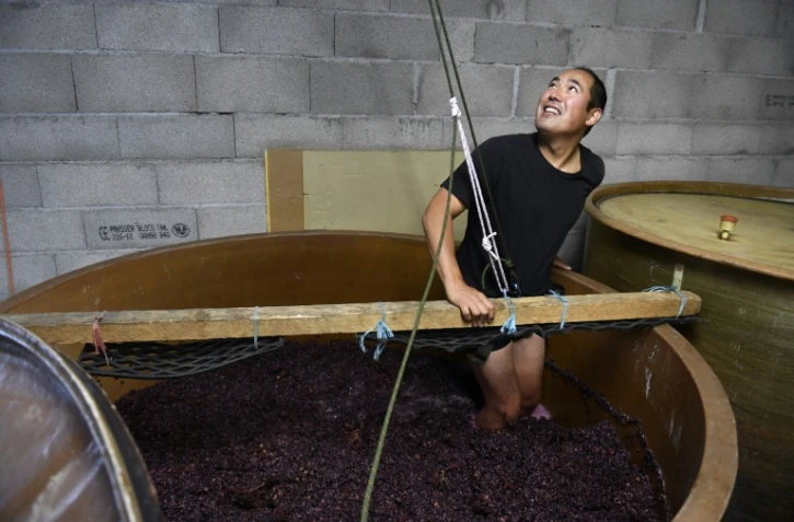 Hirotake Ooka "pige" le raisin de son vignoble ardèchois, le 26 septembre 2016 à Saint-Péray, près de Valence