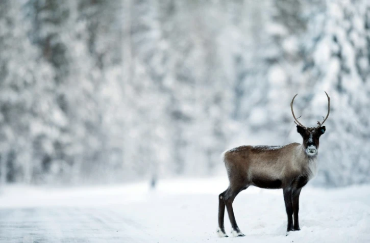 La pierre de Rök, dressée près d'un lac 0au coeur de la Suède méridionale et sur laquelle les Vikings ont gravé le plus long texte runique connu, a été érigée au 9ème siècle pour conjurer une nouvelle crise climatique