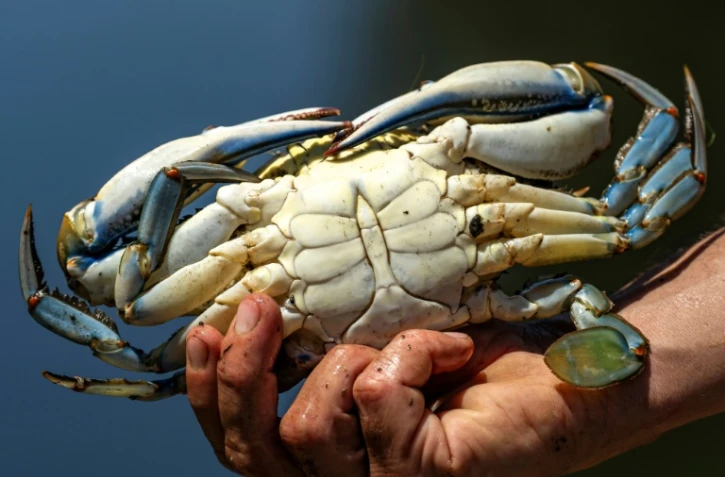 Un crabe bleu (Callinectes sapidus), qui sera analysé, mesuré et pesé au laboratoire de l'Institut méditerranéen d'océanographie (MIO) de Marseille, à Hyères, le 28 mai 2026 dans le Var
