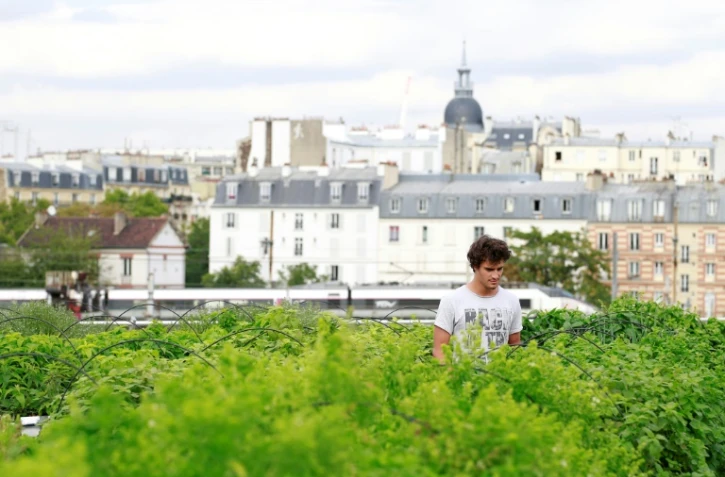 Un employé de la start-up Aeromate surveille les plantations sur le toit d'un bâtiment de la RATP à Paris le 24 août 2017