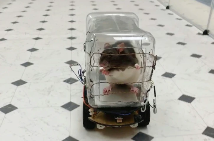 La conduite par des rats de mini-voitures, comme ici le 1er octobre en Virginie, réduit leur stress, affirment des chercheurs