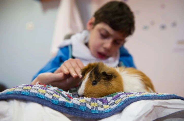 Taha lors d'une session de thérapie avec un cochon d'Inde, à Wintzenheim le 13 novembre 2015