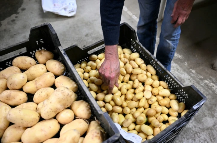Un employé d'une coopérative agricole contrôle la qualité des pommes de terre fraîchement récoltées, le 26 septembre 2025 à Geer, dans l'est de la Belgique