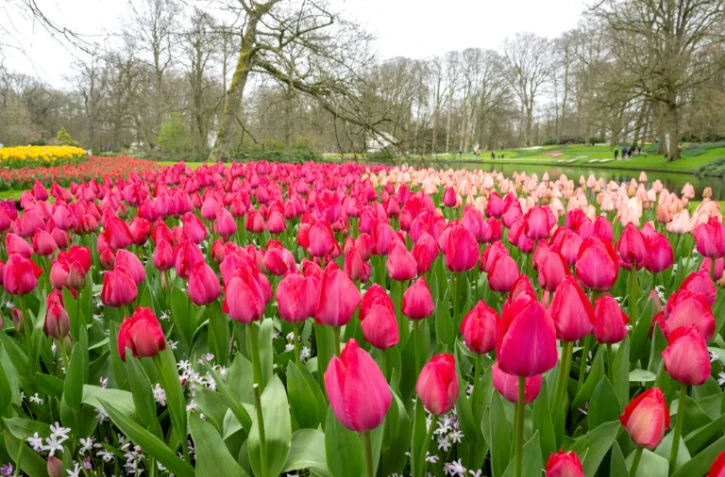 Le jardin de Keukenhof, Ă Lisse, le 21 mars 2024 aux Pays-Bas
