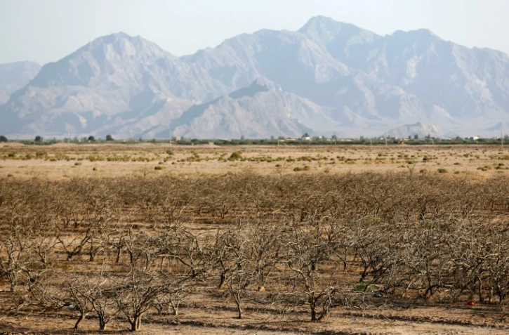 Des pistachiers asséchés près du village fantôme de Sirjan, dans le sud de l'Iran, le 14 août 2016
