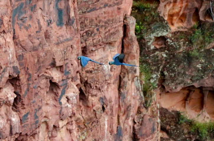 Des aras de Lear survolent une réserve, à proximité du complexe éolien de Canudos, dans l'Etat de Bahia, le 5 mai 2023 au Brésil