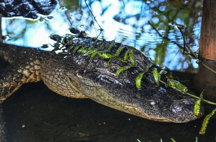 Un alligator se cache sous une branche dans le parc national des Everglades, en Floride, le 30 septembre 2021