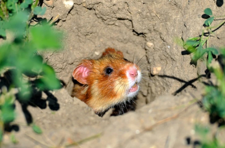Un hamster d'Europe photographié le 2 juillet 2014 près de Boesfeld, dans le centre de l'Allemagne. L'animal, aussi connu en France comme le grand hamster d'Alsace, est menacé