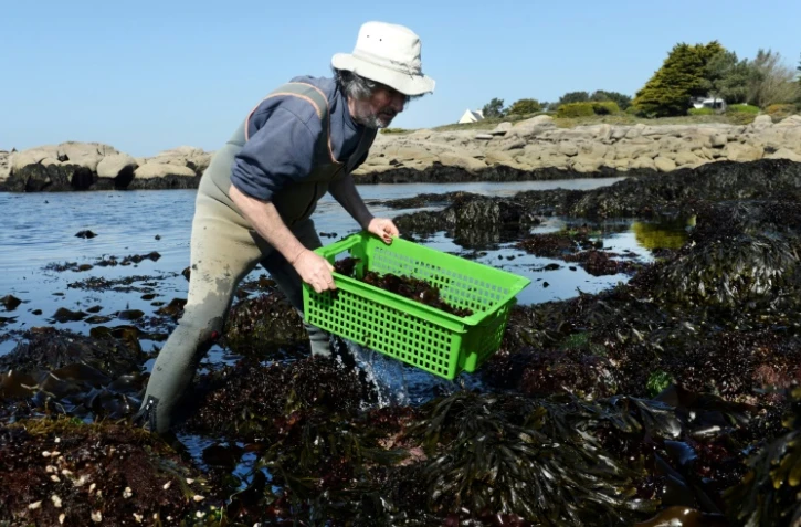 André Berthou, algoculteur breton, recueille des algues à Trégunc, dans le Finistère, le 12 avril 2017