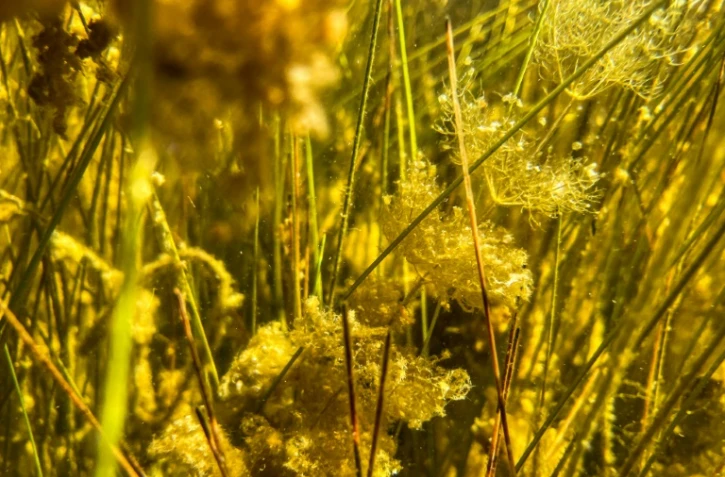 De la végétation dans les marécages du parc national des Everglades, en Floride, le 30 septembre 2021