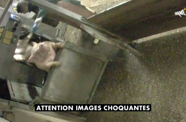 Cette capture d'écran d'une vidéo fournie le 21 mai 2018 par l'association Anymal sur YouTube, montre un cochon abattu à l'abattoir municipal d'Alès (sud)