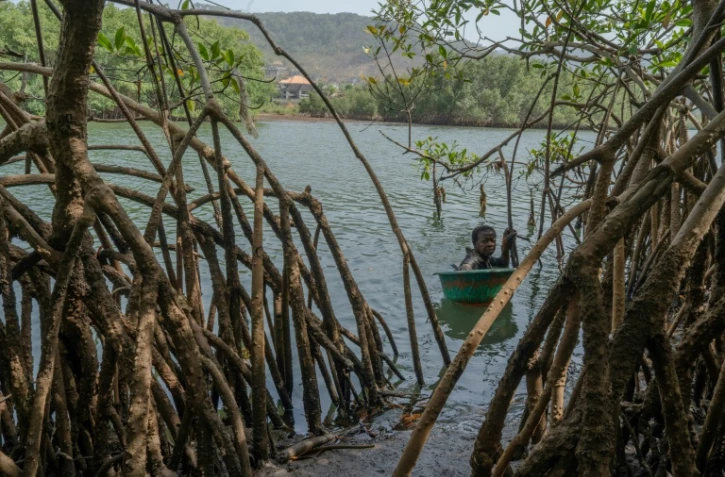 Milicent Turay ramasse des huîtres dans la rivière Numéro Deux, au milieu des mangroves de Freetown, le 13 avril 2026, en Sierra Leone