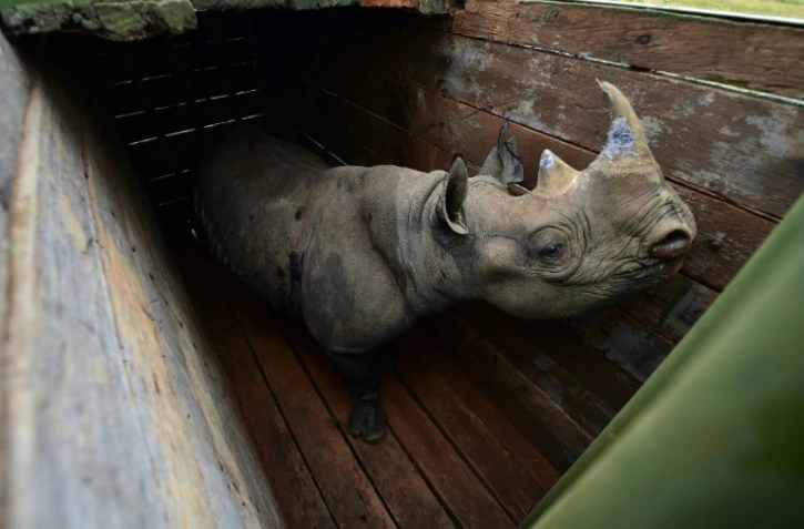 Un rhinocéros noir sur le point d'être transféré depuis le parc national de Nairobi vers celui de Tsavo-Est, dans le sud-est du pays, le 26 juin 2018