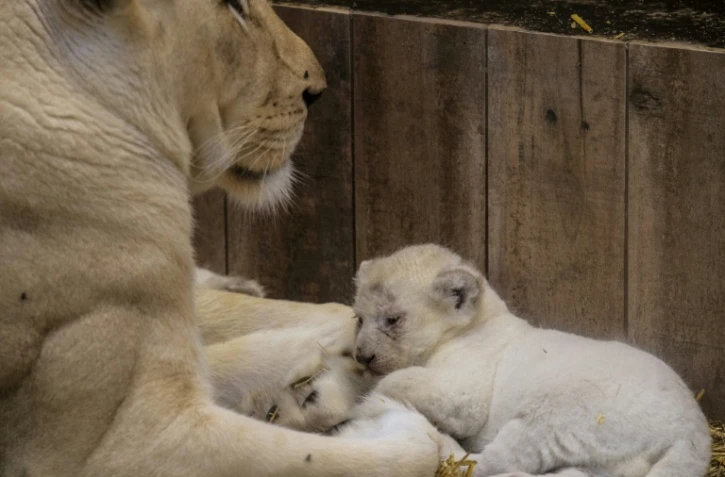 Des bébés lionceaux blancs sont photographiés avec leur mère au parc zoologique d'Amnéville le 12 octobre 2017